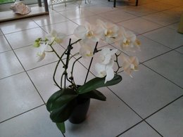 phalaenopsis