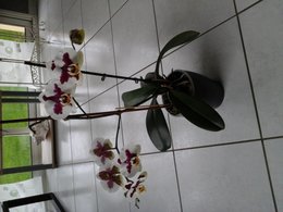 phalaenopsis