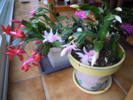 Cactus de Noël - Schlumbergera