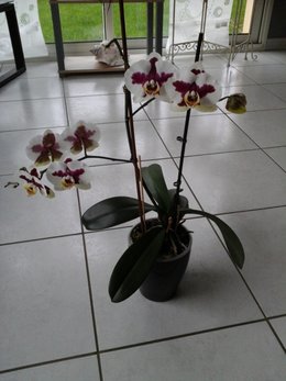 phalaenopsis