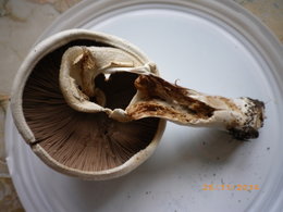 Automne : champignons de mon jardin