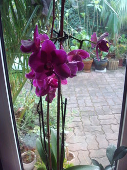 Toutes vos questions sur la culture de vos orchidées