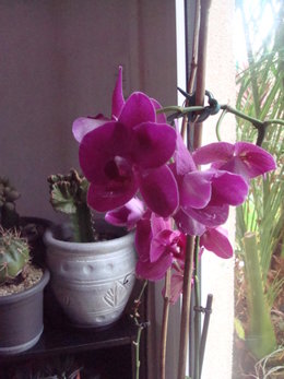 Toutes vos questions sur la culture de vos orchidées