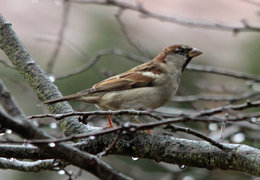 Nourrir les oiseaux en hiver au jardin