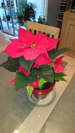 Allez-vous offrir une plante pour Noël ?