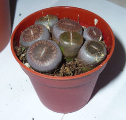 Lithops - Plante caillou