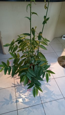 Bégonia bambou - Tamaya