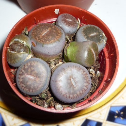 Lithops - Plante caillou