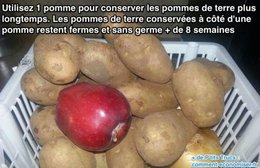 Pomme de terre