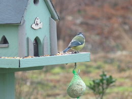 Avez-vous installé un mangeoire pour les oiseaux ?