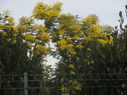 Déneiger le jardin