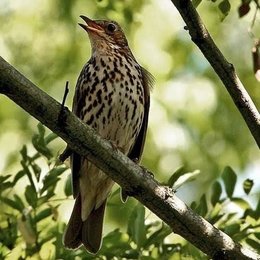 oieaux du jardin