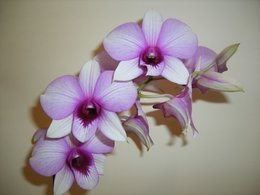 Dendrobium (phalaenopsis) - Orchidée