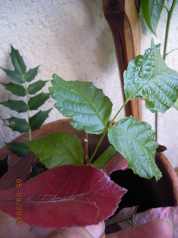 identification plante