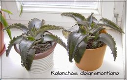 Kalanchoe