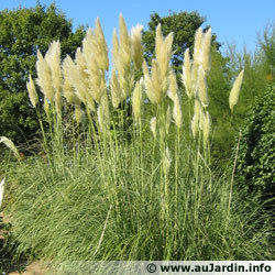 Herbe de la pampa - Plumet - Cortaderia - Gynerium