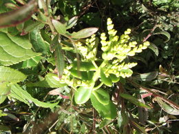 Crassula ovata syn. portulacea - Crassule