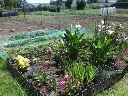 Une différence entre calla et arum?