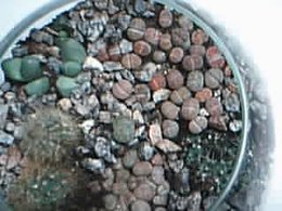 Lithops - Plante caillou