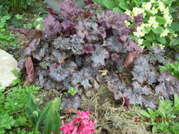 Heuchère pourpre - Heuchera micrantha 'Palace Purple'