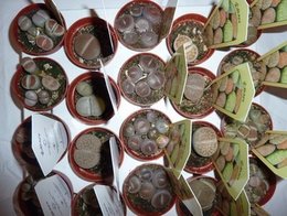 Lithops - Plante caillou