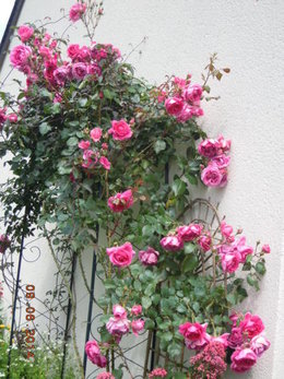 Rose variée - Rosa