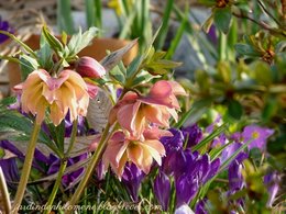 quand l'hellébore devient le plus bel atour du jardin!!!