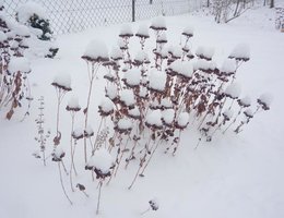 Fleur champignon