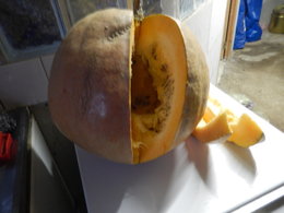 Potiron - Cucurbita maxima - Courge