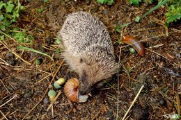 Aujourdui que faite vous dans votre jardin 