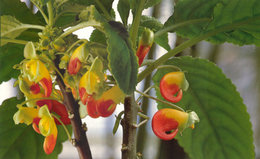 Impatiens de Nouvelle Guinée