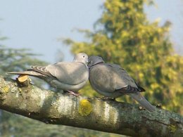 Avez-vous installé un mangeoire pour les oiseaux ?