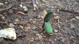 Aujourdui que faite vous dans votre jardin 