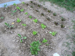 Aujourdui que faite vous dans votre jardin 