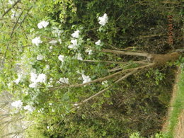 panicules du lilas