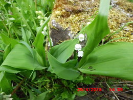 Aujourdui que faite vous dans votre jardin 