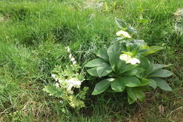 Aujourdui que faite vous dans votre jardin 