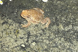 grenouille ou crapaud?