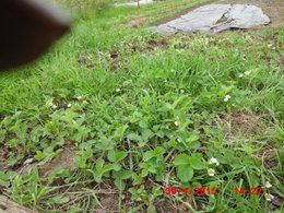 Aujourdui que faite vous dans votre jardin 