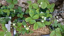 Quel paillage dans mon jardin ?