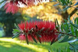 Callistemon citrinus - Rince bouteille