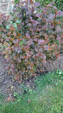 L'entretien des arbres et arbustes en mars