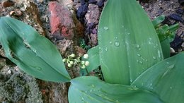 Plantation de muguet au jardin