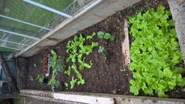 Aujourdui que faite vous dans votre jardin 