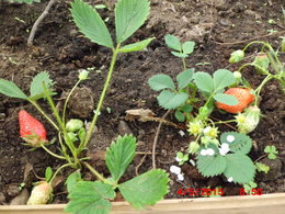 Aujourdui que faite vous dans votre jardin 