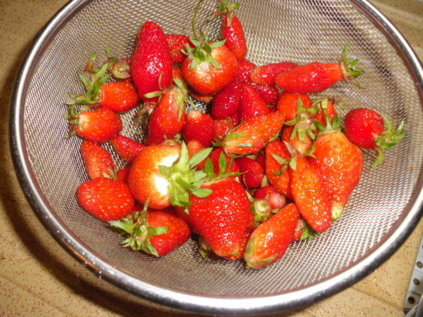 Une Petite Fraise Raidie N'a Pas été Récoltée Dans Une Fraise