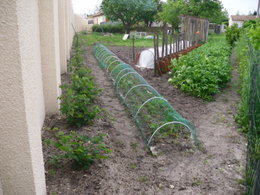 La récolte des fraises