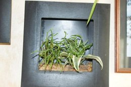 Plantes grasses : des conseils ?