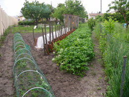 La récolte des fraises