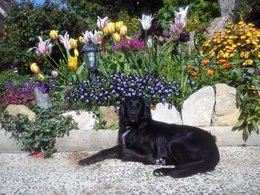 Aujourdui que faite vous dans votre jardin 